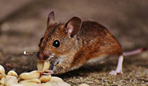 24 Hour & Emergency Exterminators in Amelia Ct Hse, VA